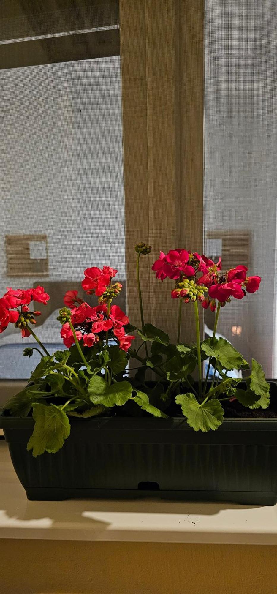 Apartman Pontica Kotor Dış mekan fotoğraf
